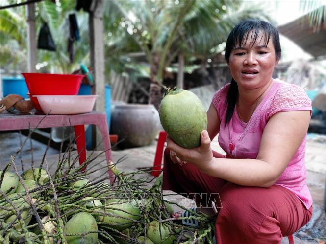 Trong ảnh: Lứa dừa thu hoạch đầu tháng 7 của gia đình chị Nguyễn Thị Ửng (xã Hữu Định, huyện Châu Thành) có 1/3 số trái bị dạt, thương lái không mua. Ảnh: Trần Thị Thu Hiền - TTXVN