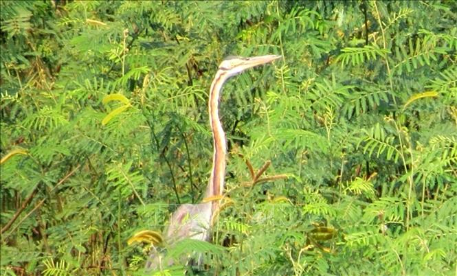 Trong ảnh: Loài Mai Dương mọc dày đặc ảnh hưởng đến đa dạng sinh học. Ảnh: TTXVN phát