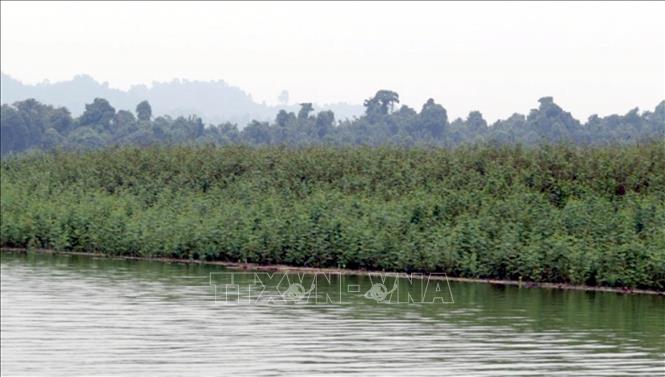 Trong ảnh: Loài Mai xâm lấn trên vùng hồ sông Mực của Vườn Quốc gia Bến En. Ảnh: TTXVN phát