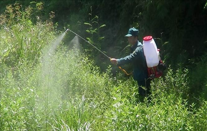 Trong ảnh: Phun dung dịch (Nacl+Tween20) để diệt trừ Mai dương ở thời điểm Mai dương đang ra hoa ở vùng bán ngập hồ sông Mực. Ảnh: TTXVN phát