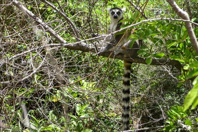 Trong ảnh (tư liệu): Vượn cáo tại Công viên quốc gia Isalo ở khu vực Ihorombe, Madagascar ngày 5/11/2016. Ảnh: AFP/TTXVN