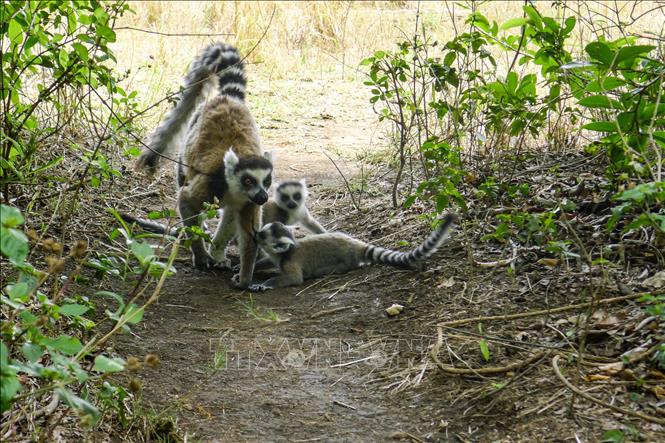 Trong ảnh (tư liệu): Vượn cáo tại Công viên quốc gia Isalo ở khu vực Ihorombe, Madagascar ngày 5/11/2016. Ảnh: AFP/TTXVN