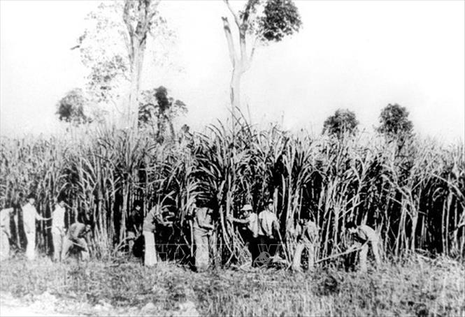 Trong ảnh: TNXP TP Hồ Chí Minh chăm sóc mía tại Tổng đội 4, huyện Đăk Mil, tỉnh Đắk Lắk. Ảnh: Tư liệu/TTXVN phát