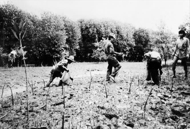 Trong ảnh: TNXP TP Hồ Chí Minh tham gia trồng đước, khôi phục rừng ngập mặn Cần Giờ, góp phần hình thành “lá phổi xanh” của Thành phố. Ảnh: Tư liệu/TTXVN phát