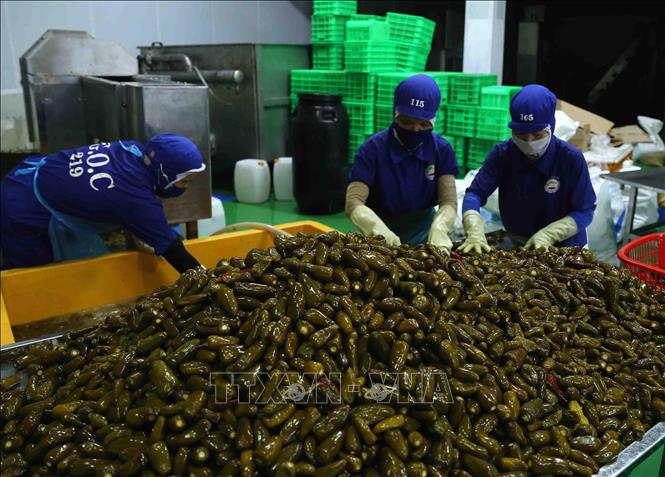 Trong ảnh: Công nhân lựa chọn sản phẩm dưa chuột trước khi đưa vào dây chuyền sản xuất tại nhà máy. Ảnh: Vũ Sinh - TTXVN