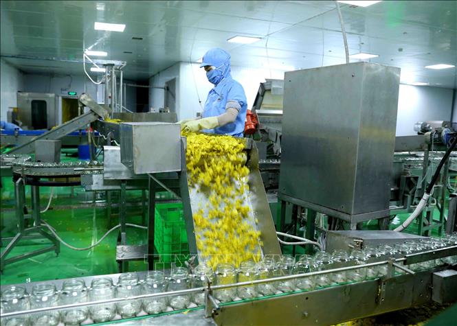 Trong ảnh: Dây chuyền đóng lọ ớt xuất khẩu tại nhà máy chế biến của Công ty CP chế biến thực phẩm xuất khẩu GOC. Ảnh: Vũ Sinh - TTXVN