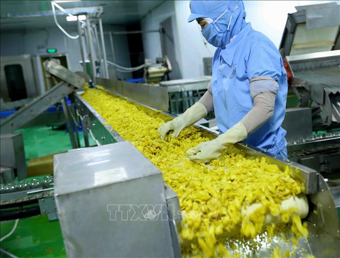 Trong ảnh: Dây chuyền đóng lọ ớt xuất khẩu tại nhà máy chế biến của Công ty CP chế biến thực phẩm xuất khẩu GOC. Ảnh: Vũ Sinh - TTXVN