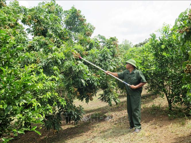 Trong ảnh: Ông Quàng Văn Thuông, bản Huổi Nhương, xã Chiềng Khương, huyện Sông Mã chăm sóc vườn nhãn. Ảnh: Hữu Quyết - TTXVN