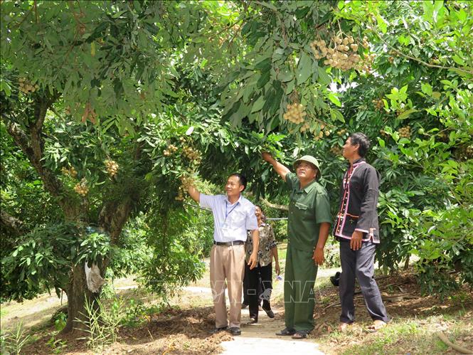 Trong ảnh: Người dân bản Huổi Nhương, xã Chiềng Khương, huyện Sông Mã tham quan mô hình trồng nhãn. Ảnh: Hữu Quyết - TTXVN