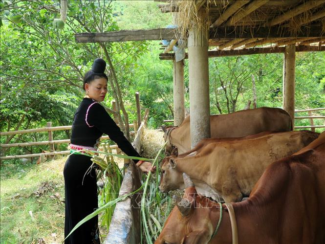 Trong ảnh: Mô hình chăn nuôi gia súc của người dân bản Huổi Nhương, xã Chiềng Khương, huyện Sông Mã. Ảnh: Hữu Quyết - TTXVN