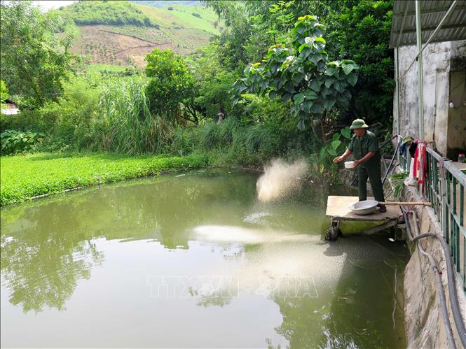 Trong ảnh: Mô hình ao nuôi cá của gia đình ông Quàng Văn Thuông, bản Huổi Nhương, xã Chiềng Khương, huyện Sông Mã. Ảnh: Hữu Quyết - TTXVN