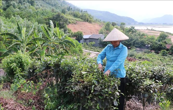 Trong ảnh: Người dân trong khu vực thực hiện dự án hiện đang tăng gia, sản xuất bình thường. Ảnh: Hoàng Nguyên - TTXVN