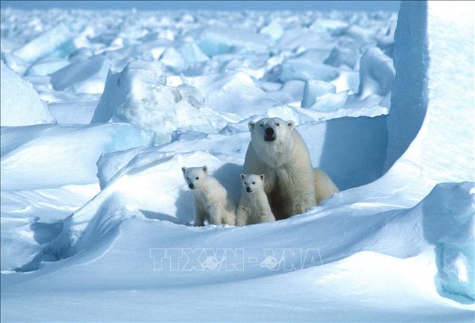 Trong ảnh (tư liệu): Gấu trắng Bắc Cực tại khu vực đông bắc Vịnh Prudhoe, Alaska, Mỹ năm 1985. Ảnh: AFP/ TTXVN 