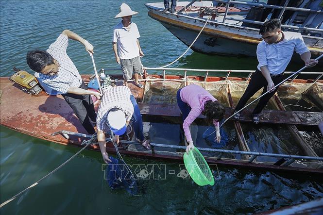 Trong ảnh: Cán bộ Chi cục Thủy sản tỉnh Hòa Bình tham gia thả cá phóng sinh. Ảnh: Trọng Đạt - TTXVN 