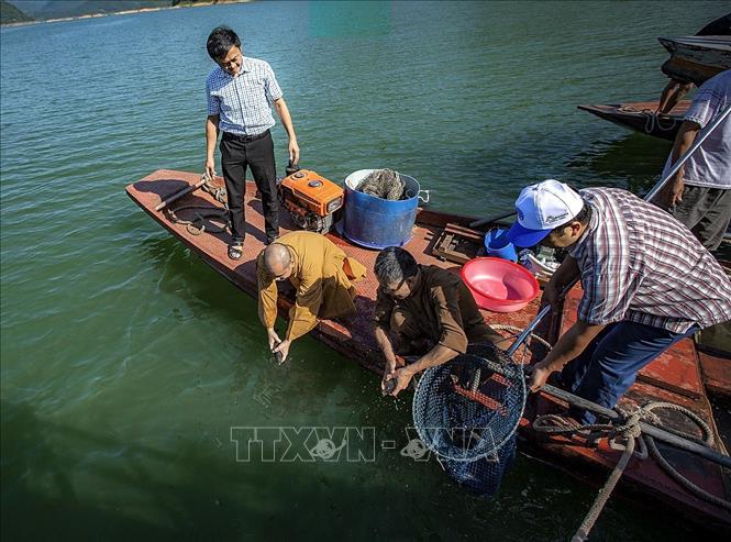 Trong ảnh: Đại đức Thích Trí Thịnh, Phó Trưởng Ban Trị sự Giáo hội Phật giáo tỉnh Hòa Bình cùng các cán bộ Chi cục Thủy sản tỉnh thả cá phóng sinh. Ảnh: Trọng Đạt - TTXVN 