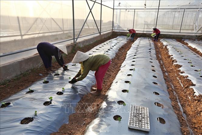 Trong ảnh: Dưa lưới được trồng trong hệ thống nhà màng của mô hình nông nghiệp công nghệ cao tại Hà Nam Hightech. Ảnh: Minh Quyết - TTXVN