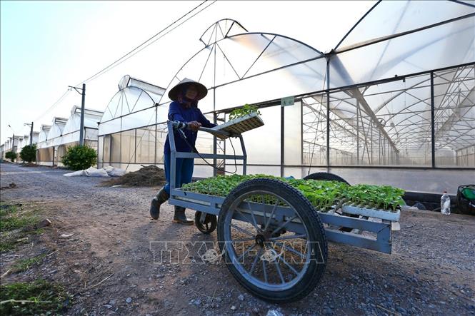 Trong ảnh: Dưa lưới được trồng trong hệ thống nhà màng của mô hình nông nghiệp công nghệ cao tại Hà Nam Hightech. Ảnh: Minh Quyết - TTXVN