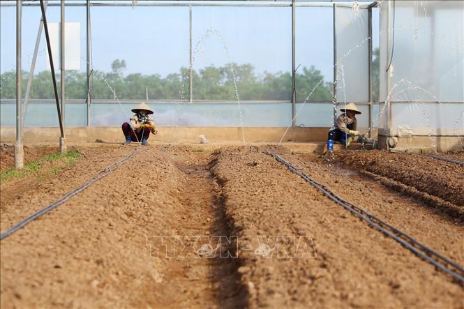 Trong ảnh: Nhân viên của Công ty của Vinaseed chuẩn bị hệ thống nước tưới tại khu nhà màng. Ảnh: Minh Quyết – TTXVN