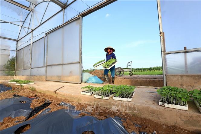 Trong ảnh: Dưa lưới được trồng trong hệ thống nhà màng của mô hình nông nghiệp công nghệ cao tại Hà Nam Hightech. Ảnh: Minh Quyết - TTXVN