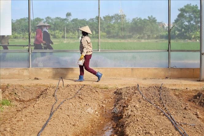 Trong ảnh: Nhân viên của Công ty của Vinaseed chuẩn bị hệ thống nước tưới tại khu nhà màng. Ảnh: Minh Quyết – TTXVN