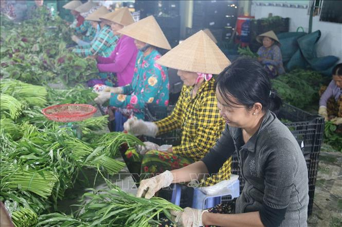 Trong ảnh: Sơ chế rau an toàn trước khi xuất bán ở Hợp tác xã nông nghiệp Phú Quới (xã Yên Luông, huyện Gò Công Tây). Ảnh: Minh Trí-TTXVN