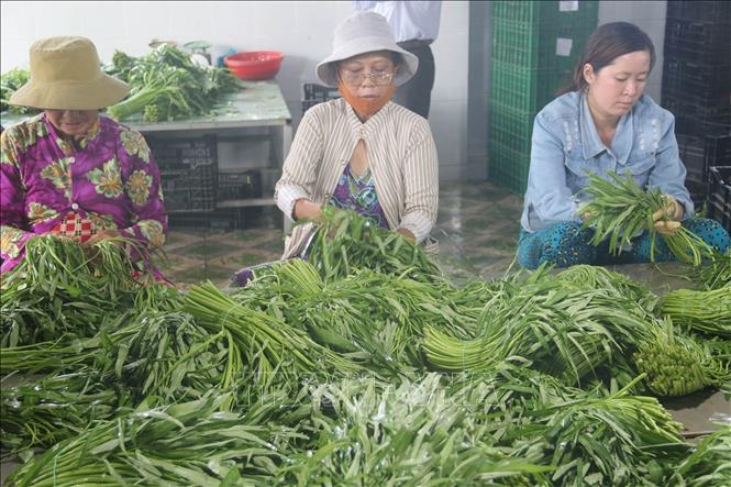 Trong ảnh: Sơ chế rau an toàn trước khi xuất bán ở Hợp tác xã nông nghiệp Phú Quới (xã Yên Luông, huyện Gò Công Tây). Ảnh:  Minh Trí-TTXVN