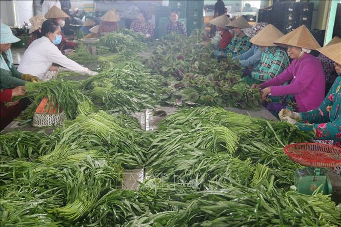 Trong ảnh: Sơ chế rau an toàn trước khi xuất bán ở Hợp tác xã nông nghiệp Phú Quới (xã Yên Luông, huyện Gò Công Tây). Ảnh: Minh Trí-TTXVN