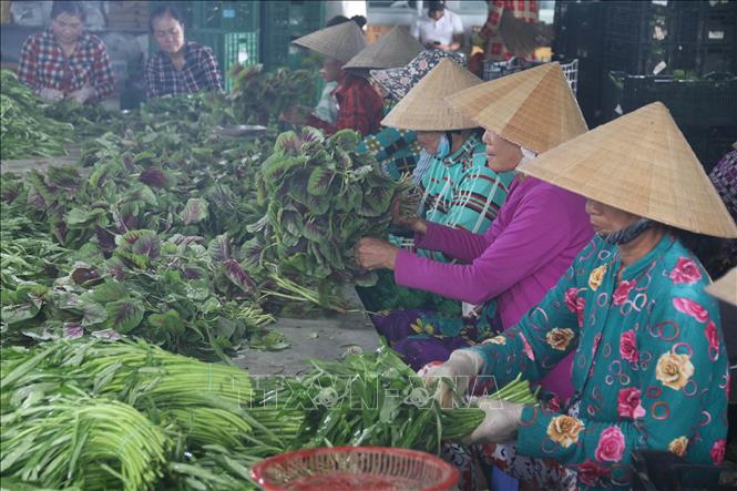 Trong ảnh: Sơ chế rau an toàn trước khi xuất bán ở Hợp tác xã nông nghiệp Phú Quới (xã Yên Luông, huyện Gò Công Tây). Ảnh: Minh Trí-TTXVN