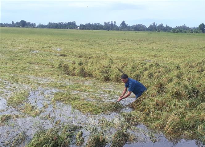 Trong ảnh: Lúa ngập nặng khiến nông dân trên địa bàn tỉnh Sóc Trăng thu hoạch khó khăn. Ảnh: Chanh Đa - TTXVN