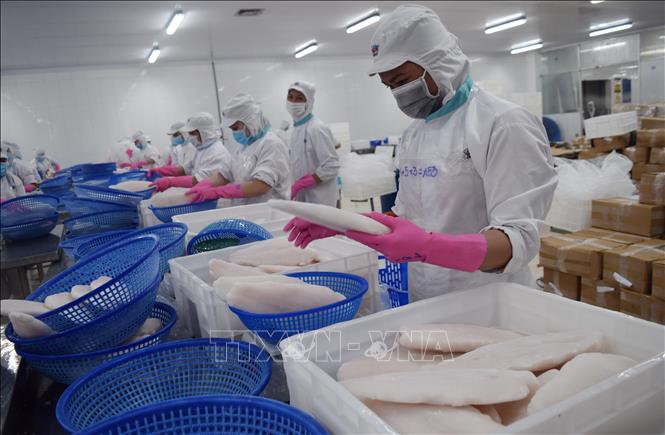 Photo: Processing tra fish at a plant in the southern province of Dong Thap. VNA Photo: Chương Đài