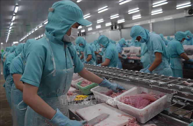 Photo: Processing tra fish at a plant in the southern province of Dong Thap. VNA Photo: Chương Đài