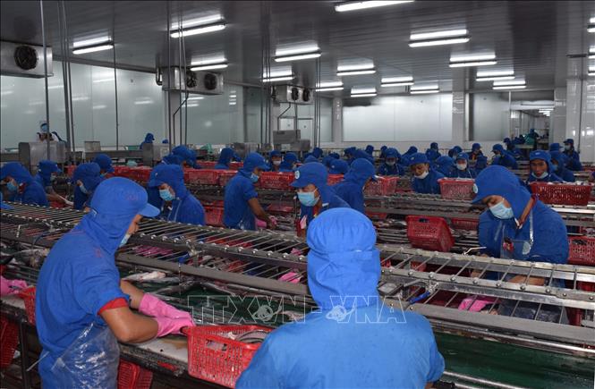 Photo: Processing tra fish at a plant in the southern province of Dong Thap. VNA Photo: Chương Đài