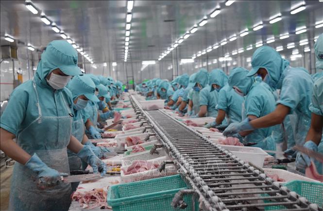 Photo: Processing tra fish at a plant in the southern province of Dong Thap. VNA Photo: Chương Đài