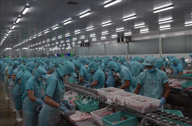 Photo: Processing tra fish at a plant in the southern province of Dong Thap. VNA Photo: Chương Đài