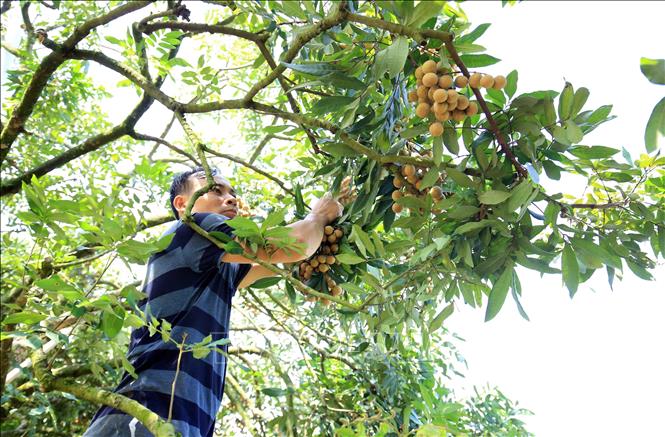 Photo: Harvesting longan in the northern province of Hung Yen. VNA Photo