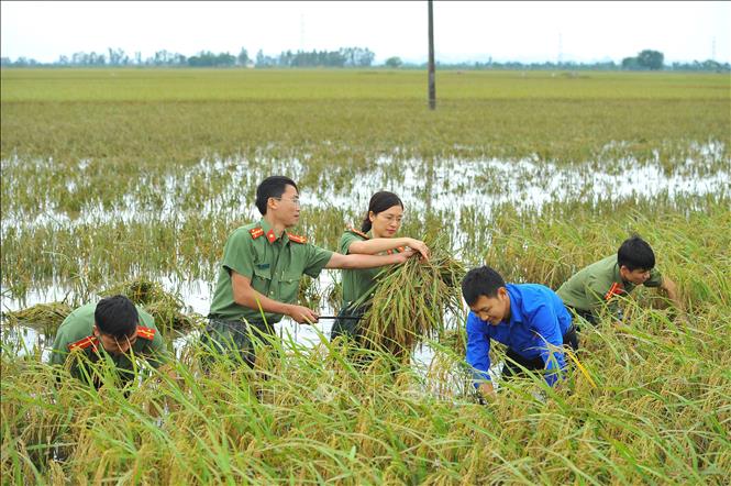 Trong ảnh: Đoàn viên thanh niên Công an tỉnh Ninh Bình giúp dân thu hoạch lúa bị ngập úng do mưa lũ tại xã Gia Tân, huyện Gia Viễn (10/2017). Ảnh: Minh Đức - TTXVN