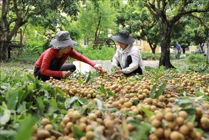Trong ảnh: Thu hoạch nhãn tại hộ nông dân Nguyễn Thị Thương, thành viên Hợp tác xã nhãn lồng Miền Thiết ở xã Hàm Tử, huyện Khoái Châu, tỉnh Hưng Yên. Ảnh: Vũ Sinh - TTXVN