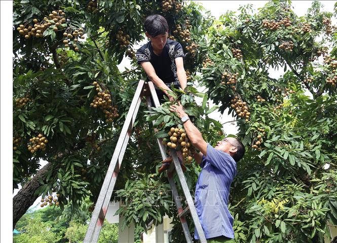 Trong ảnh: Thu hoạch nhãn tại hộ nông dân Nguyễn Thị Thương, thành viên Hợp tác xã nhãn lồng Miền Thiết ở xã Hàm Tử, huyện Khoái Châu, tỉnh Hưng Yên. Ảnh: Hoàng Hiếu - TTXVN 