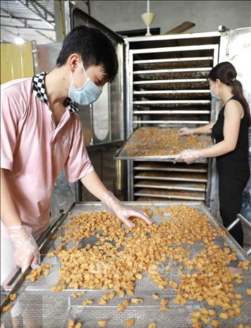 Trong ảnh: Hợp tác xã nông sản Toàn Phát, xã Bình Kiều, huyện Khoái Châu, tỉnh Hưng Yên chuyên sấy khô các loại nông sản, vụ nhãn năm 2020, cơ sở này có kế hoạch sấy khô khoảng 100 tấn quả nhãn tươi (tương đương 10 tấn long nhãn), đạt doanh thu khoảng 800 triệu đồng, tạo việc làm cho 50 lao động. Ảnh: Vũ Sinh - TTXVN
