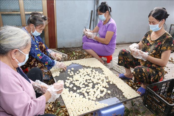 Trong ảnh: Hợp tác xã nông sản Toàn Phát, xã Bình Kiều, huyện Khoái Châu, tỉnh Hưng Yên chuyên sấy khô các loại nông sản, vụ nhãn năm 2020, cơ sở này có kế hoạch sấy khô khoảng 100 tấn quả nhãn tươi (tương đương 10 tấn long nhãn), đạt doanh thu khoảng 800 triệu đồng, tạo việc làm cho 50 lao động. Ảnh: Hoàng Hiếu - TTXVN