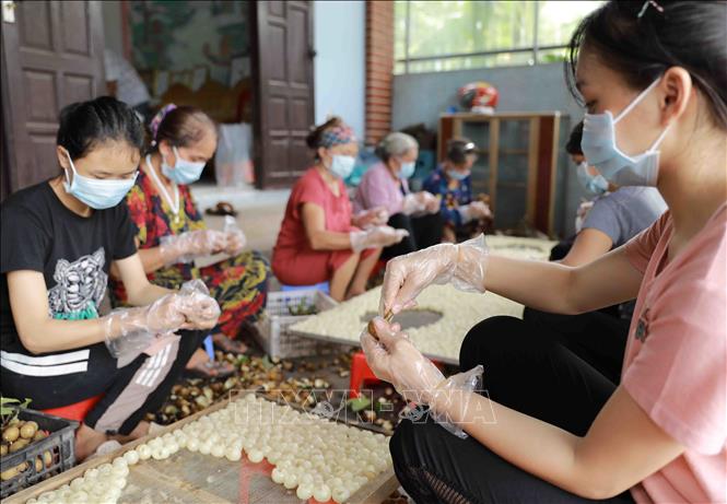 Trong ảnh: Hợp tác xã nông sản Toàn Phát, xã Bình Kiều, huyện Khoái Châu, tỉnh Hưng Yên chuyên sấy khô các loại nông sản, vụ nhãn năm 2020, cơ sở có kế hoạch sấy khô khoảng 100 tấn quả nhãn tươi (tương đương 10 tấn long nhãn), đạt doanh thu khoảng 800 triệu đồng, tạo việc làm cho 50 lao động. Ảnh: Vũ Sinh - TTXVN