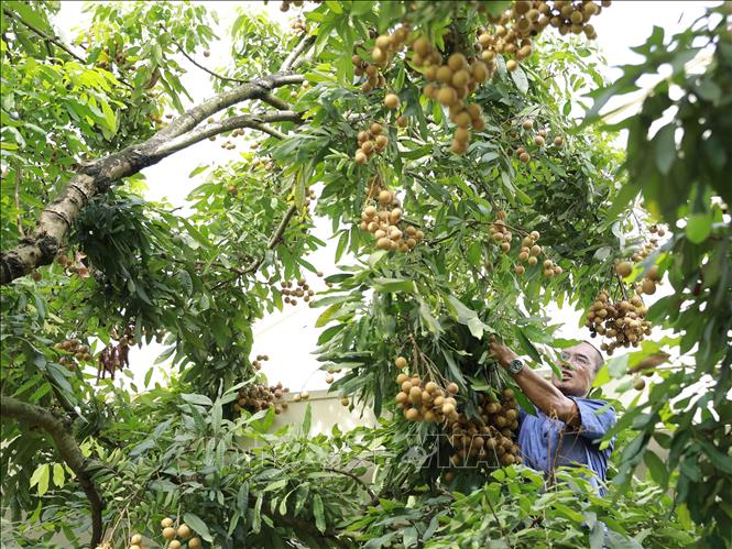 Trong ảnh: Năm 2020, hộ nông dân Nguyễn Thị Thương ở xã Hàm Tử, huyện Khoái Châu, tỉnh Hưng Yên có diện tích hơn 3ha trồng nhãn theo tiêu chuẩn Vietgap, dự kiến năm nay cho thu hoạch khoảng 70-80 tấn quả tươi. Ảnh: Vũ Sinh - TTXVN