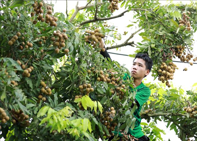 Trong ảnh: Thu hoạch nhãn tại hộ nông dân Nguyễn Thị Thương, thành viên Hợp tác xã nhãn lồng Miền Thiết ở xã Hàm Tử, huyện Khoái Châu, tỉnh Hưng Yên. Ảnh: Vũ Sinh - TTXVN