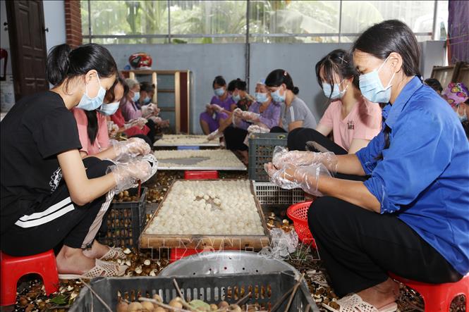 Trong ảnh: Hợp tác xã nông sản Toàn Phát, xã Bình Kiều, huyện Khoái Châu, tỉnh Hưng Yên chuyên sấy khô các loại nông sản, vụ nhãn năm 2020, cơ sở có kế hoạch sấy khô khoảng 100 tấn quả nhãn tươi (tương đương 10 tấn long nhãn), đạt doanh thu khoảng 800 triệu đồng, tạo việc làm cho 50 lao động. Ảnh: Hoàng Hiếu - TTXVN