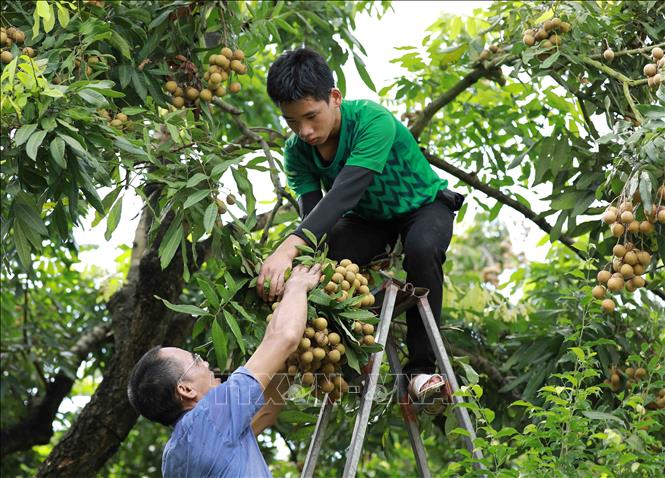 Trong ảnh: Thu hoạch nhãn tại hộ nông dân Nguyễn Thị Thương, thành viên Hợp tác xã nhãn lồng Miền Thiết ở xã Hàm Tử, huyện Khoái Châu, tỉnh Hưng Yên. Ảnh: Vũ Sinh - TTXVN