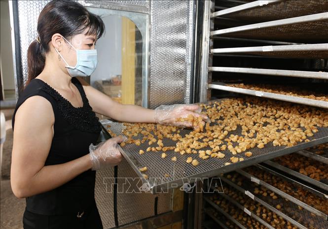 Trong ảnh: Hợp tác xã nông sản Toàn Phát, xã Bình Kiều, huyện Khoái Châu, tỉnh Hưng Yên chuyên sấy khô các loại nông sản, vụ nhãn năm 2020, cơ sở có kế hoạch sấy khô khoảng 100 tấn quả nhãn tươi (tương đương 10 tấn long nhãn), đạt doanh thu khoảng 800 triệu đồng, tạo việc làm cho 50 lao động. Ảnh: Hoàng Hiếu - TTXVN