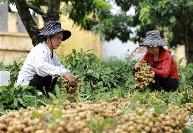 Trong ảnh: Thu hoạch nhãn tại hộ nông dân Nguyễn Thị Thương, thành viên Hợp tác xã nhãn lồng Miền Thiết ở xã Hàm Tử, huyện Khoái Châu, tỉnh Hưng Yên. Ảnh: Vũ Sinh - TTXVN