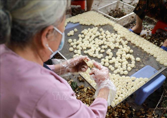 Trong ảnh: Hợp tác xã nông sản Toàn Phát, xã Bình Kiều, huyện Khoái Châu, tỉnh Hưng Yên chuyên sấy khô các loại nông sản, vụ nhãn năm 2020, cơ sở có kế hoạch sấy khô khoảng 100 tấn quả nhãn tươi (tương đương 10 tấn long nhãn), đạt doanh thu khoảng 800 triệu đồng, tạo việc làm cho 50 lao động. Ảnh: Vũ Sinh - TTXVN