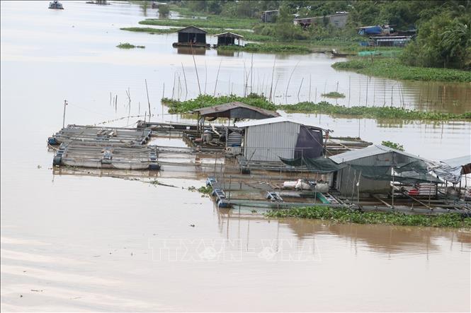 Trong ảnh: Lồng, bè nuôi cá trên sông Cái Nhỏ, huyện Cao Lãnh. Ảnh : Nguyễn Văn Trí- TTXVN