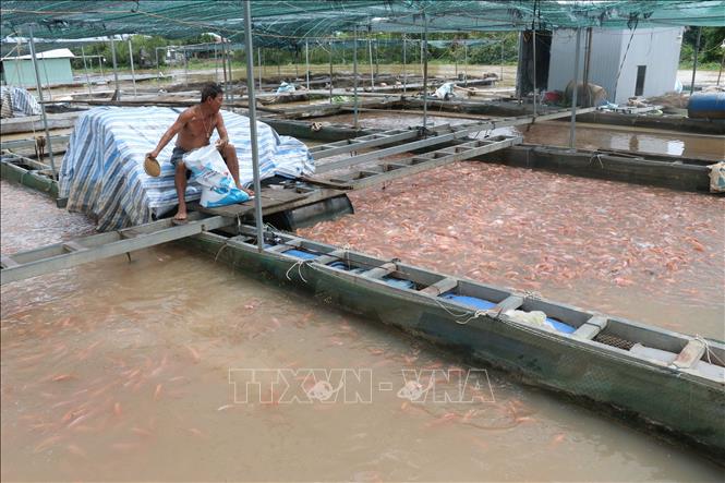 Trong ảnh: Lồng, bè cá của ông Hai On trên sông Cái Nhỏ, huyện Cao Lãnh. Ảnh : Nguyễn Văn Trí- TTXVN